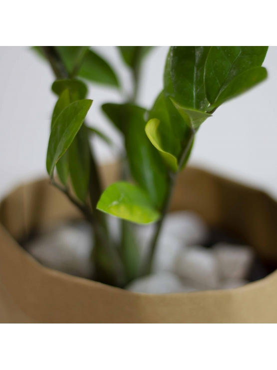 Lucky Plant (Zamioculcas Zamiifolia)